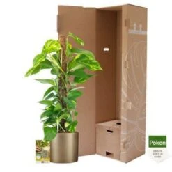 Pokon Scindapsus Incl. Watermeter En Voeding - In Mica Era Pot Goud -Woonmeubelwinkel 1000002336 0103