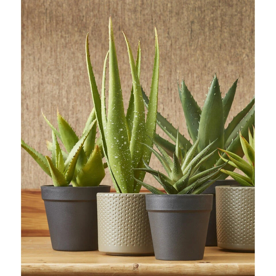 Mica Decorations Bloempot - Taupe - Relief - Keramiek - 23 X 21 Cm 2 Mica Decorations Bloempot - Taupe - Relief - Keramiek - 23 X 21 Cm - Afbeelding 2