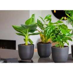 3x Musa Oriental Dwarf P12H25 -Woonmeubelwinkel 1000018778 0103