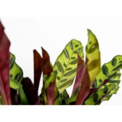 Calathea Insignis P12H25 -Woonmeubelwinkel 1000018833 0102