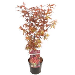 Acer 'Skeeter's Broom' β Japanse Esdoorn β β19 Cm - β60-70 Cm