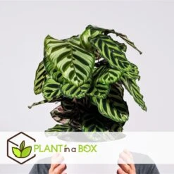 Calathea Makoyana - Tropisch Plant - Pot 21cm - Hoogte 60-70cm -Woonmeubelwinkel 1000043666 0102