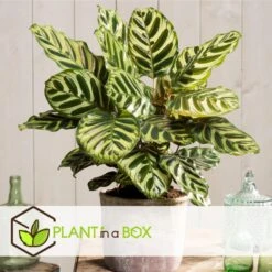 Calathea Makoyana - Tropisch Plant - Pot 21cm - Hoogte 60-70cm -Woonmeubelwinkel 1000043666 0103