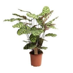 Calathea Makoyana - Tropisch Plant - Pot 21cm - Hoogte 60-70cm