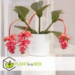 Medinilla Magnifica - Set Van 2 - Pot 17cm - Hoogte 40-50cm -Woonmeubelwinkel 1000043680 0102