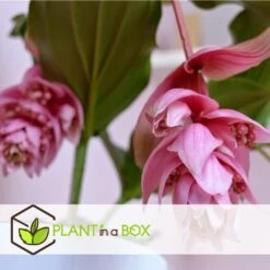Medinilla Magnifica - Set Van 2 - Pot 17cm - Hoogte 40-50cm -Woonmeubelwinkel 1000043680 0103