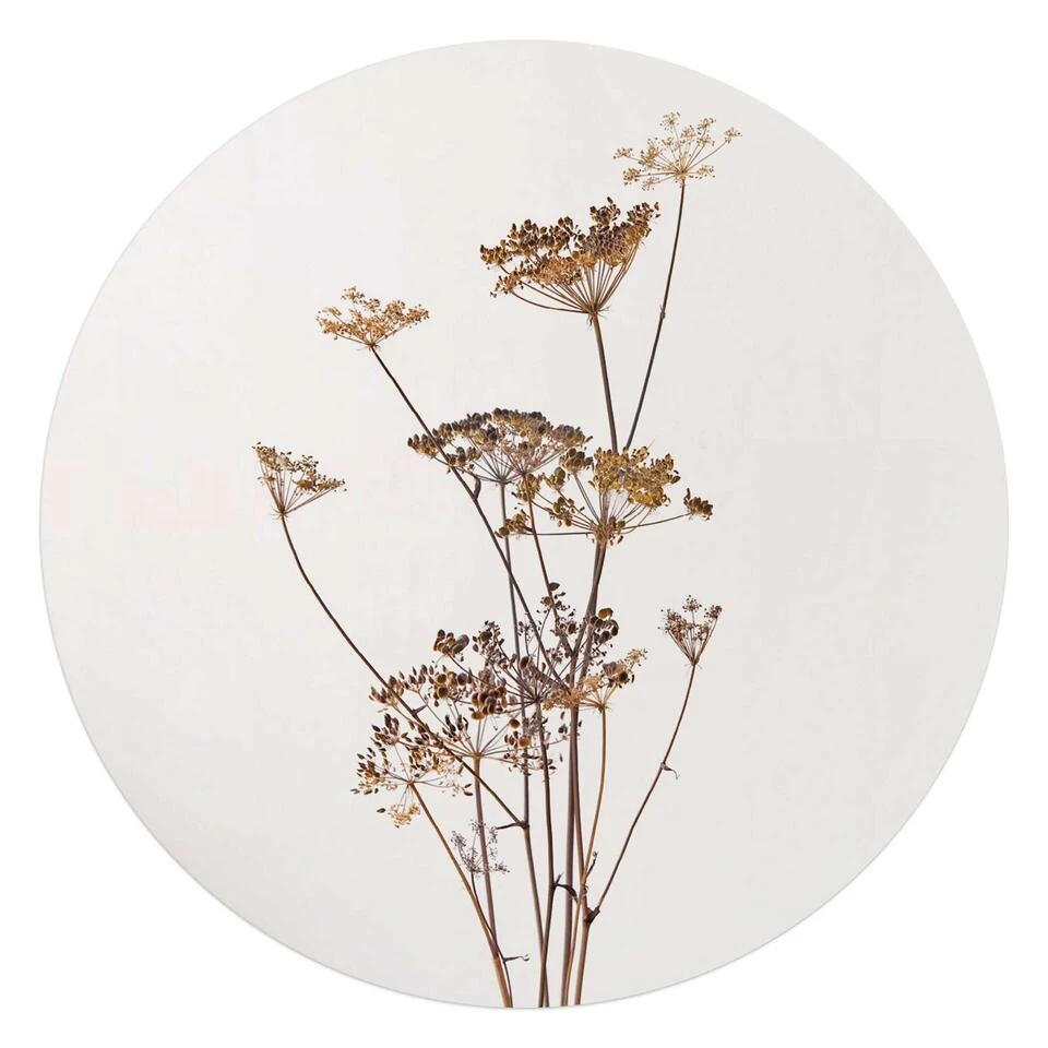 Plexiglasschilderij Berenklauw Ø 70 Cm Beige 1 Plexiglasschilderij Berenklauw Ø 70 Cm Beige