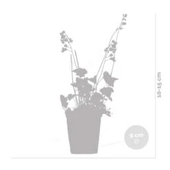 3x Heuchera Sanguinea 'Splendens' - Purperklokje - ⌀9 Cm - ↕10-15 Cm -Woonmeubelwinkel 1000048206 0102