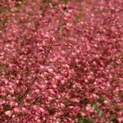 3x Heuchera Sanguinea 'Splendens' - Purperklokje - ⌀9 Cm - ↕10-15 Cm -Woonmeubelwinkel 1000048206 0103
