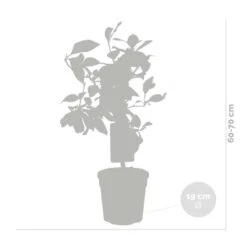 2x Citrus Limon - Citroenboom - ⌀19 Cm - ↕60-70 Cm -Woonmeubelwinkel 1000048551 0102