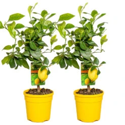 2x Citrus Limon - Citroenboom - ⌀19 Cm - ↕60-70 Cm