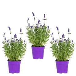 3x Lavandula Angustifolia 'Ardèche Blue' – ⌀10,5 Cm - ↕10-15 Cm