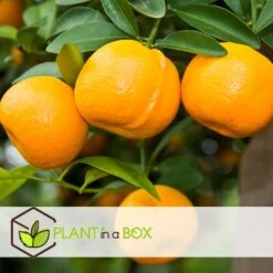 Citrus Mix - Set Van 6 - Citrus Fruitbomen - Pot 9cm - Hoogte 25-40cm -Woonmeubelwinkel 1000081995 0103
