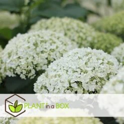 Hydrangea Strong Annabelle - Set Van 3 - Hortensia - Pot 19cm - Hoogte 30-40cm -Woonmeubelwinkel 1000082019 0103
