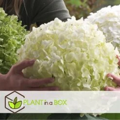 Hydrangea Strong Annabelle - Set Van 3 - Hortensia - Pot 19cm - Hoogte 30-40cm -Woonmeubelwinkel 1000082019 0104