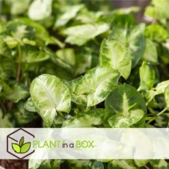 Syngonium 'Pixie' - Set Van 2 - Pijlpuntplant - Pot 12cm - Hoogte 25-40cm -Woonmeubelwinkel 1000082039 0104