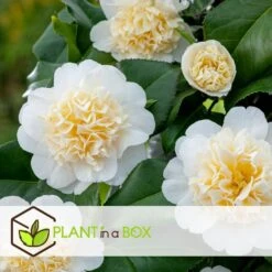 Camellia Japonica "Brushfield's Yellow" - Roos - Pot 15cm - Hoogte 50-60cm -Woonmeubelwinkel 1000082051 0104