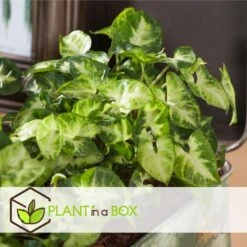 Syngonium 'Pixie' - Set Van 3 - Pijlpuntplant - Pot 12cm - Hoogte 25-40cm -Woonmeubelwinkel 1000082129 0103