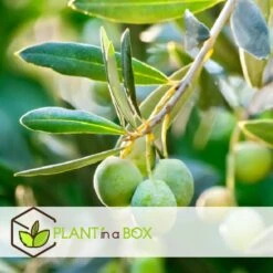 Olea Europaea - Winterharde Olijfboom Op Stam - Pot 19cm - Hoogte 80-90cm -Woonmeubelwinkel 1000082197 0103