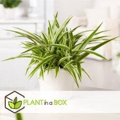 Chlorophytum Comosum 'Atlantic' - Set Van 6 - Pot 12cm - Hoogte 25-40cm -Woonmeubelwinkel 1000084411 0102