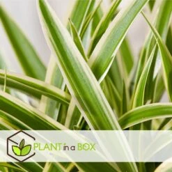 Chlorophytum Comosum 'Atlantic' - Set Van 6 - Pot 12cm - Hoogte 25-40cm -Woonmeubelwinkel 1000084411 0103