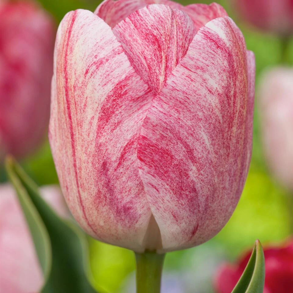 Tulipa Hemisphere - Bloembollen X15 - Tulp - Roze / Wit / Rood 1 Tulipa Hemisphere - Bloembollen X15 - Tulp - Roze / Wit / Rood