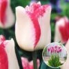 Tulipa Mata Hari - Bloembollen X15 - Tulp - Roze, Wit