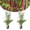 2 Fargesia Red Dragon - Niet Woekerende Rode Bamboe - Pot 17cm - Hoogte 60-80cm
