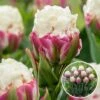 Tulipa Ice Cream - Bloem Bollen X10 - Tulp - Paars Wit