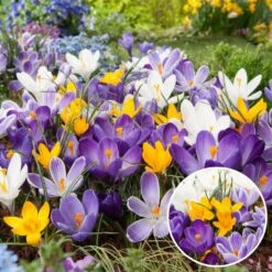 Plant In A Box - Crocus Large Flowering Mix - Bloembollen X30 - Krokus