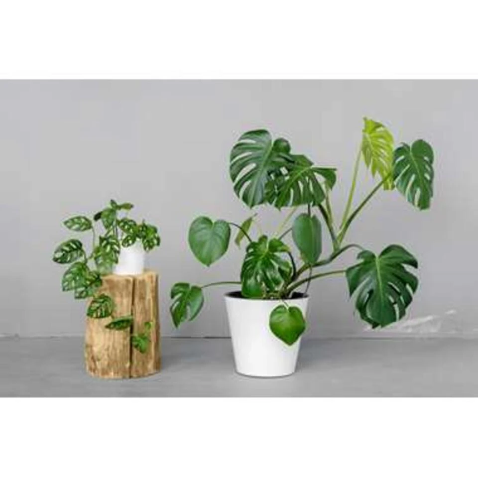 Monstera 'Monkey Leaf' Mosstok - Gatenplant - ⌀17 Cm - ↕75-80 Cm 2 Monstera 'Monkey Leaf' Mosstok - Gatenplant - ⌀17 Cm - ↕75-80 Cm - Afbeelding 2