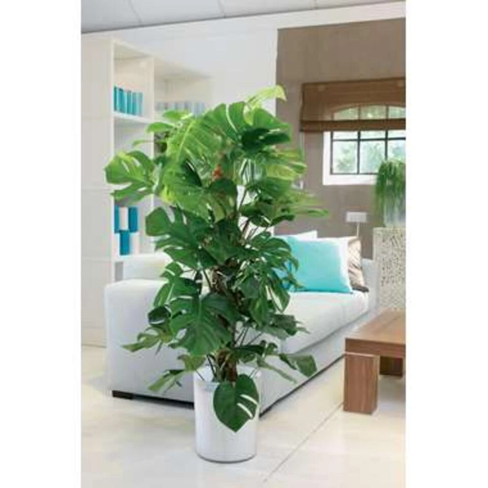 Monstera 'Monkey Leaf' Mosstok - Gatenplant - ⌀17 Cm - ↕75-80 Cm 4 Monstera 'Monkey Leaf' Mosstok - Gatenplant - ⌀17 Cm - ↕75-80 Cm - Afbeelding 4