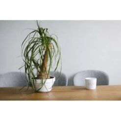 Beaucarnea 'Nolina' - Olifantspoot - Pot 12 Cm - ↕40 Cm 7 Beaucarnea 'Nolina' - Olifantspoot - Pot 12 Cm - ↕40 Cm -Woonmeubelwinkel 1211362125 0103