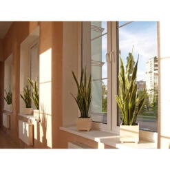 Sansevieria 'Black Coral' - Pot 12 Cm - ↕45 Cm -Woonmeubelwinkel 1340109551 0102