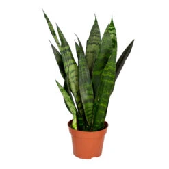 Sansevieria 'Black Coral' - Pot 12 Cm - ↕45 Cm