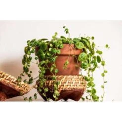 Schildpad Plant - Calissia Repens 3x - Pot 12 Cm - ↕20 Cm -Woonmeubelwinkel 1395773546 0102