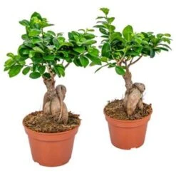 2x Ficus Microcarpa 'Ginseng' – Bonsai – ⌀15 Cm - ↕25-35 Cm