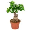 Ficus Microcarpa 'Ginseng' – Bonsai – ⌀15 Cm - ↕25-35 Cm