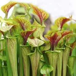 Sarracenia 'Juthatip Soper' – Trompetbekerplant – ⌀12 Cm – ↕10-20 Cm -Woonmeubelwinkel 1699063471 0102