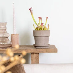 Sarracenia 'Juthatip Soper' – Trompetbekerplant – ⌀12 Cm – ↕10-20 Cm -Woonmeubelwinkel 1699063471 0103