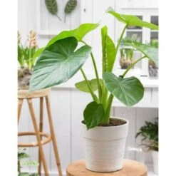 Olifantsoor - Alocasia 'Cucullata' Op Stam - Pot 12 Cm - ↕50 Cm -Woonmeubelwinkel 1761966854 0102