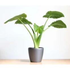 Olifantsoor - Alocasia 'Cucullata' Op Stam - Pot 12 Cm - ↕50 Cm -Woonmeubelwinkel 1761966854 0103