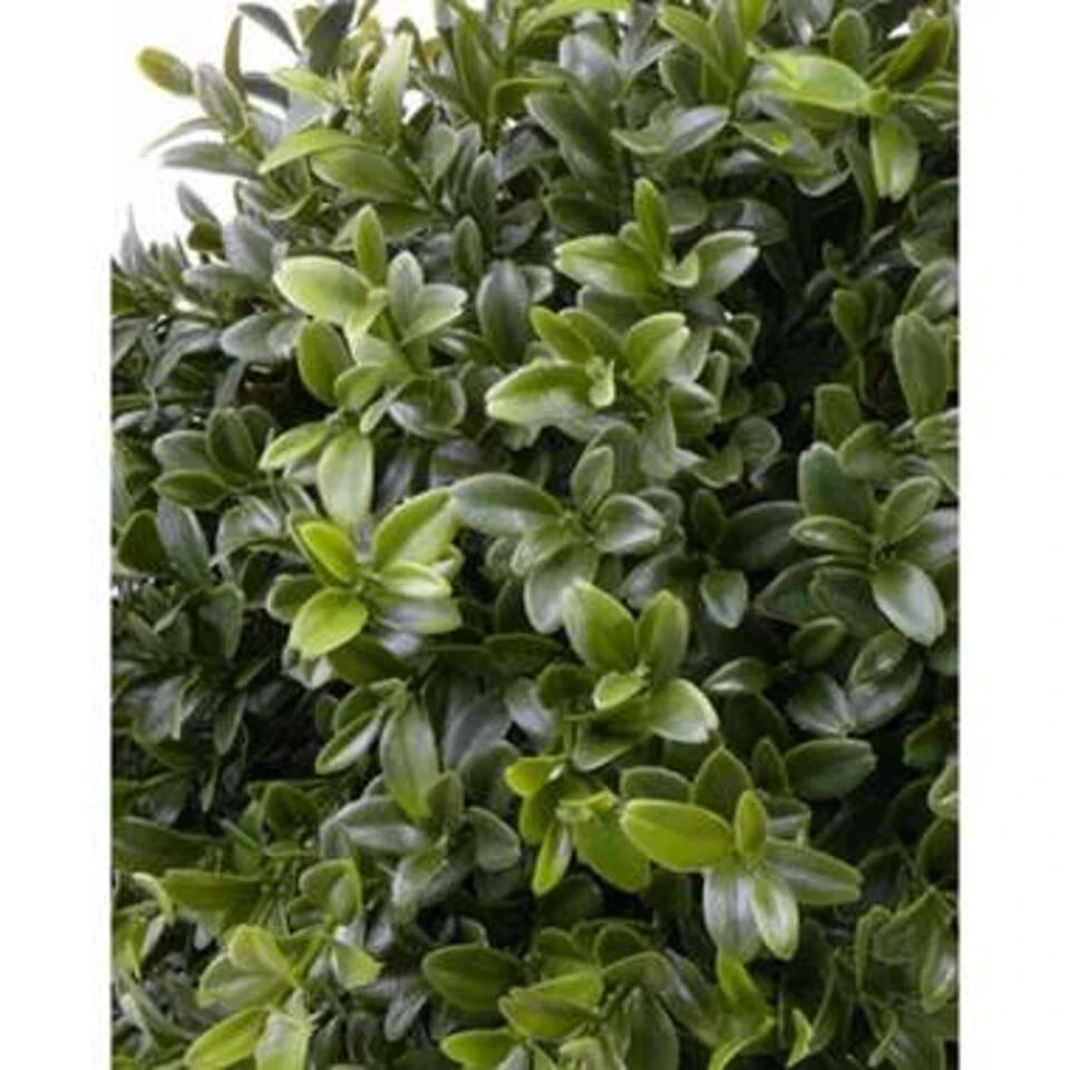 Bellatio Flowers & Plants Kunstplant - Buxus - Groen - In Pot - 31 Cm 2 Bellatio Flowers & Plants Kunstplant - Buxus - Groen - In Pot - 31 Cm - Afbeelding 2