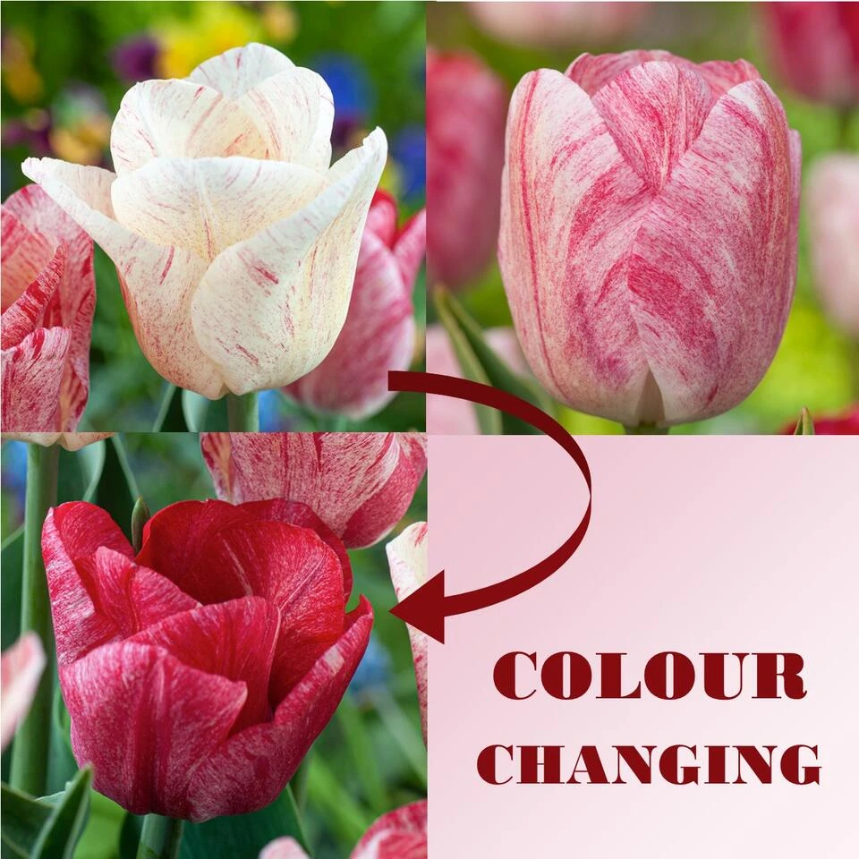 Tulipa Hemisphere - Bloembollen X15 - Tulp - Roze / Wit / Rood 3 Tulipa Hemisphere - Bloembollen X15 - Tulp - Roze / Wit / Rood - Afbeelding 3