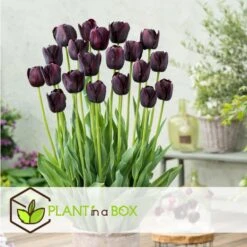 Tulipa Queen Of The Night X80 - Zwarte Tulp - Bloembollen - Winterhard -Woonmeubelwinkel 54ea09ca44084964b0d786f34d807183