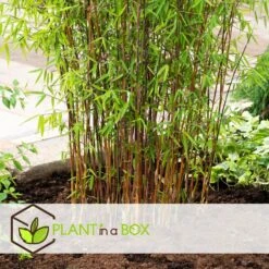 2 Fargesia Red Dragon - Niet Woekerende Rode Bamboe - Pot 17cm - Hoogte 60-80cm -Woonmeubelwinkel 5be463acb47241febd1a94711b7a0a93