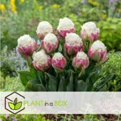 Tulipa Ice Cream - Bloem Bollen X10 - Tulp - Paars Wit -Woonmeubelwinkel 67cf48c30afc4cd6a8b6c508b025ec71
