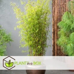 2 Fargesia Red Dragon - Niet Woekerende Rode Bamboe - Pot 17cm - Hoogte 60-80cm -Woonmeubelwinkel 9e89abbcd1544452aca3e342e521b200