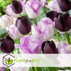 Tulipa Queen Of The Night X80 - Zwarte Tulp - Bloembollen - Winterhard -Woonmeubelwinkel b0b431c9803a407697680404489bdbe2