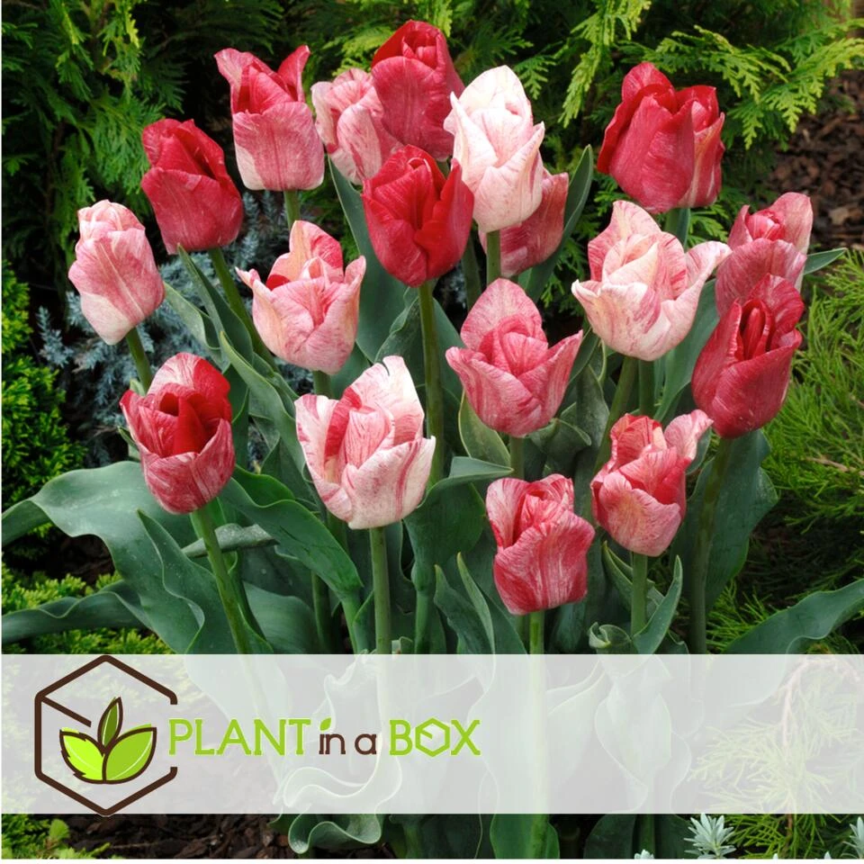 Tulipa Hemisphere - Bloembollen X15 - Tulp - Roze / Wit / Rood 2 Tulipa Hemisphere - Bloembollen X15 - Tulp - Roze / Wit / Rood - Afbeelding 2